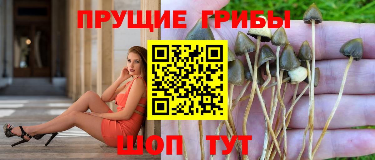 Галлюциногенные грибы Cubensis  Вход с VPN  Минеральные Воды 